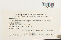 Aulacomnium turgidum image