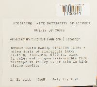 Aulacomnium turgidum image