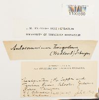 Aulacomnium turgidum image