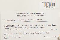 Aulacomnium turgidum image