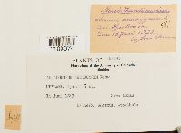 Aulacomnium androgynum image