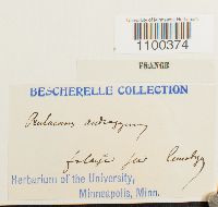 Aulacomnium androgynum image