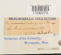 Aulacomnium androgynum image