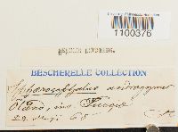 Aulacomnium androgynum image