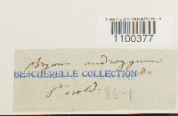 Aulacomnium androgynum image