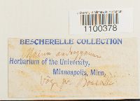 Aulacomnium androgynum image