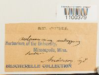 Aulacomnium androgynum image