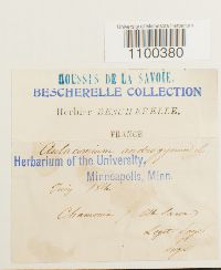 Aulacomnium androgynum image