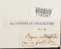 Aulacomnium androgynum image