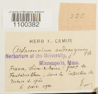 Aulacomnium androgynum image