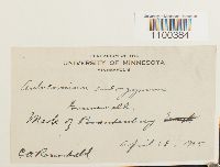 Aulacomnium androgynum image