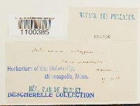 Aulacomnium androgynum image