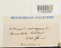 Aulacomnium androgynum image