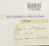 Aulacomnium androgynum image