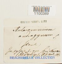 Aulacomnium androgynum image