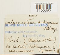 Aulacomnium androgynum image