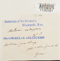 Aulacomnium androgynum image