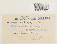 Aulacomnium androgynum image