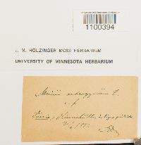 Aulacomnium androgynum image