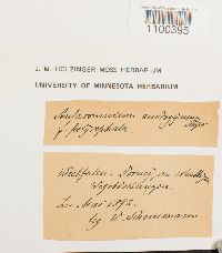 Aulacomnium androgynum image