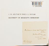 Aulacomnium androgynum image