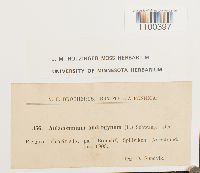 Aulacomnium androgynum image