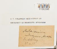 Aulacomnium androgynum image