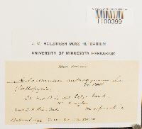 Aulacomnium androgynum image