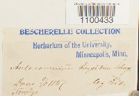 Aulacomnium turgidum image