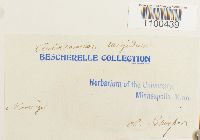 Aulacomnium turgidum image