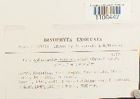 Aulacomnium heterostichum image