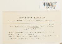 Aulacomnium heterostichum image