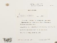 Media resource of Barbula convoluta