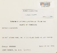 Barbula convoluta image