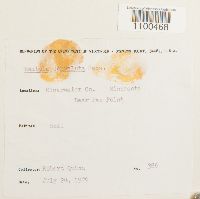 Barbula convoluta image