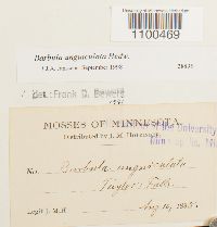 Media resource of Barbula unguiculata