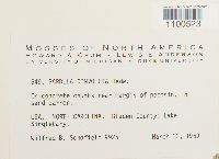 Barbula convoluta image