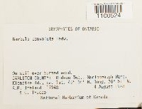 Barbula convoluta image