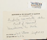 Barbula convoluta image