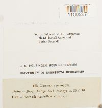 Barbula convoluta image