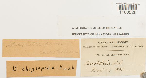 Barbula convoluta image