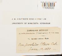 Barbula convoluta image