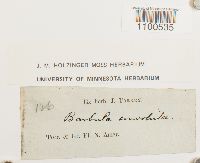 Barbula convoluta image