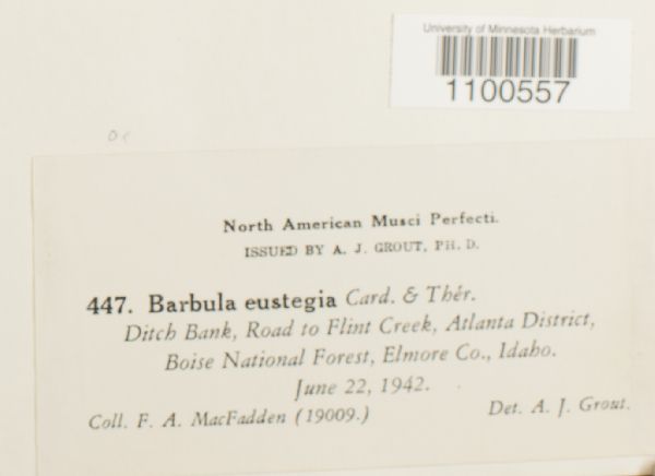Barbula eustegia image