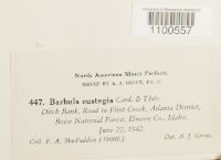 Media resource of Barbula eustegia