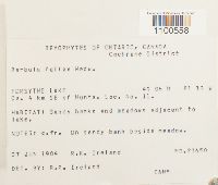 Didymodon fallax var. fallax image