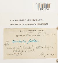 Didymodon fallax var. fallax image