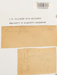 Didymodon fallax var. fallax image