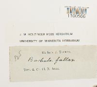 Didymodon fallax var. fallax image