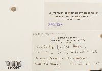 Thumbnail image of current specimen